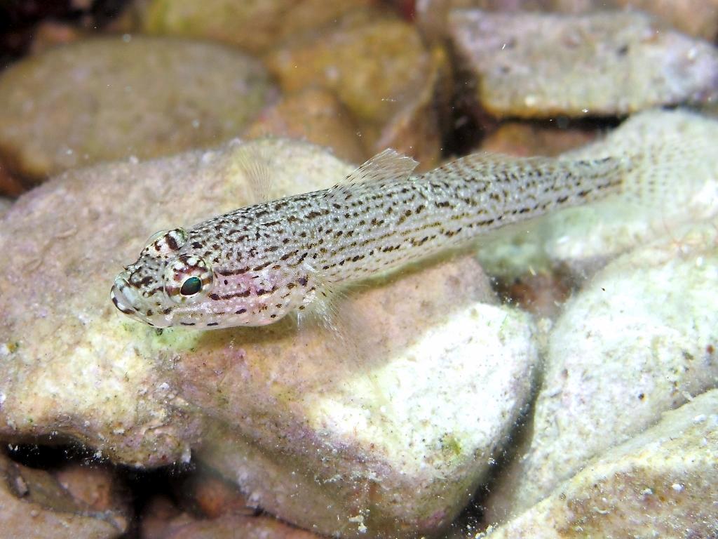 Gobius fallax (Sarato, 1889)